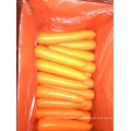 New Crop Fresh Carrot for Sale
